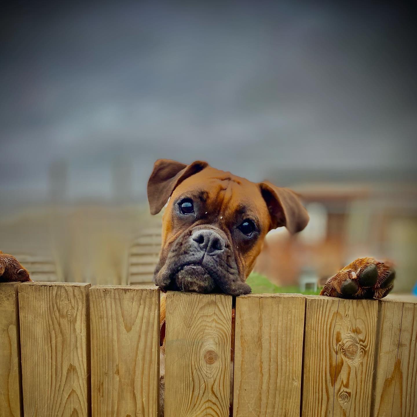 Dog Fence